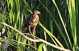 Great Black Hawkborder=
